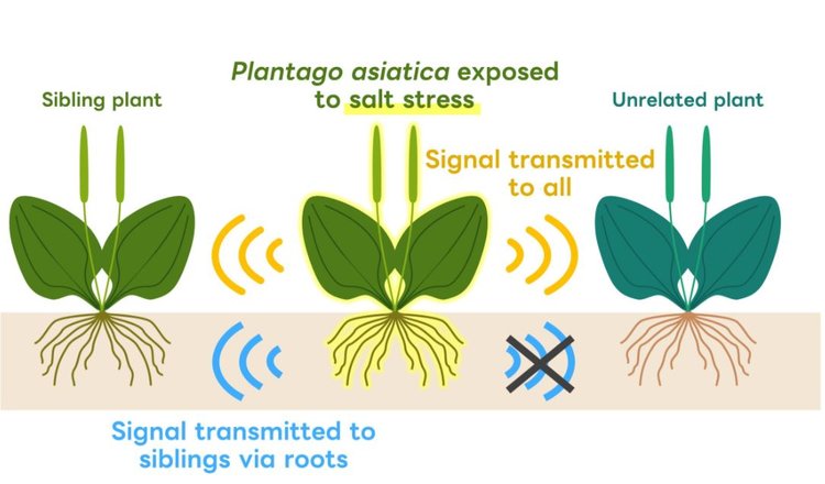 Межрастительная коммуникация помогает адаптироваться к изменениям окружающей среды - фото