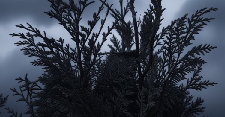 Туя начала чернеть в ноябре – что делать? - фото