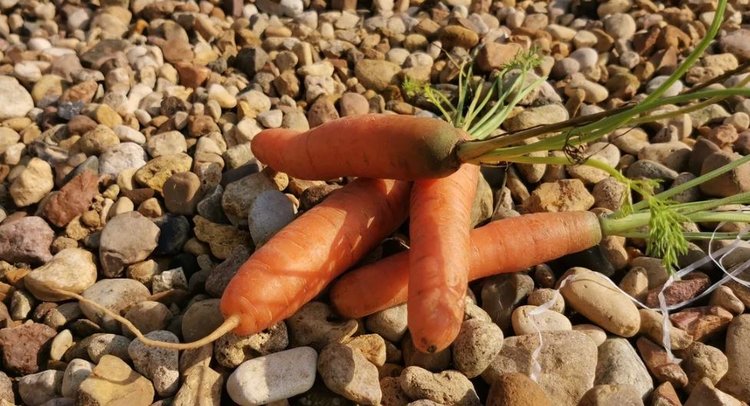 Почему не удается подзимняя морковь и как этого избежать - фото