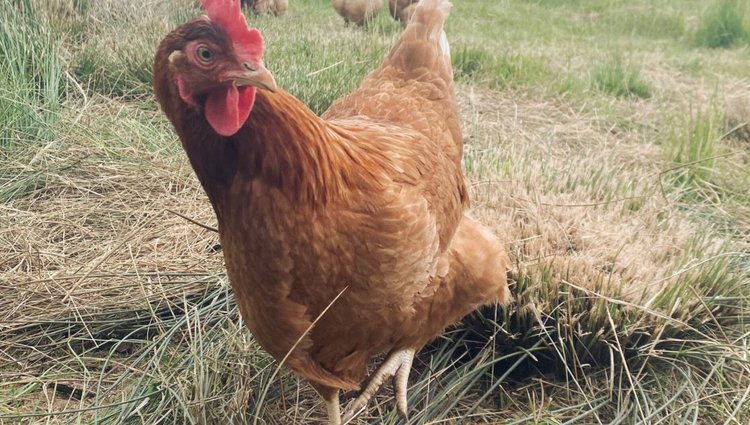 Для органического птицеводства разрабатываются кроссы кур