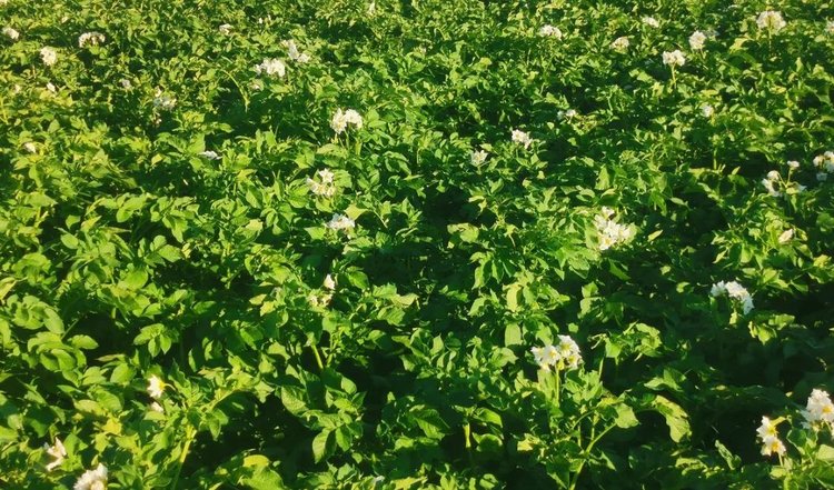 Для борьбы с колорадским жуком американские исследователи разработали спецпрограмму