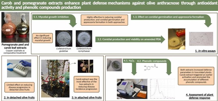 Экстракты листьев рожкового дерева и кожуры граната помогут в борьбе с «мыльной оливковой болезнью»
