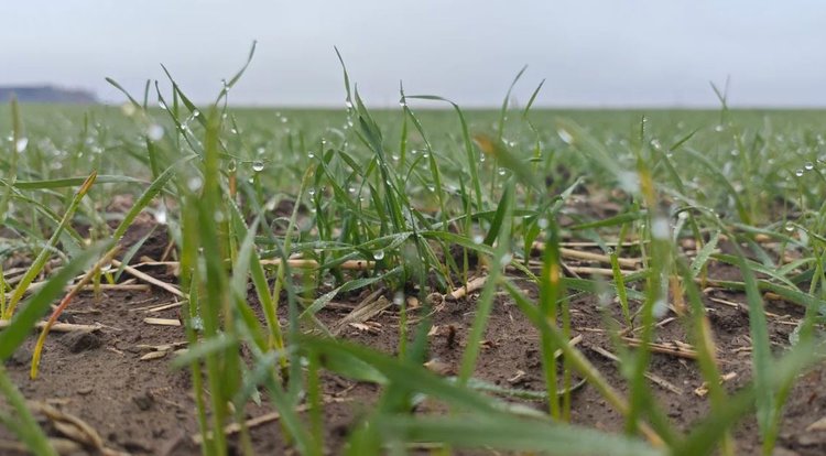 Октябрьские ливни в ДНР оказали озимым большую услугу - фото