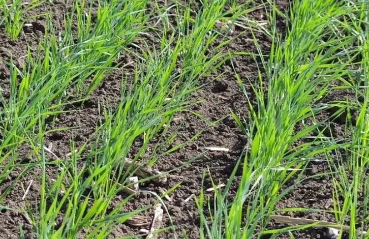 Оптимизм зерновых фермеров ЛНР пришел с осенними дождями