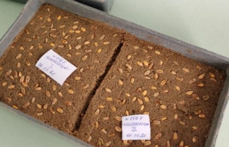 Какой сорняк чаще всего загрязняет семена тулунских аграриев