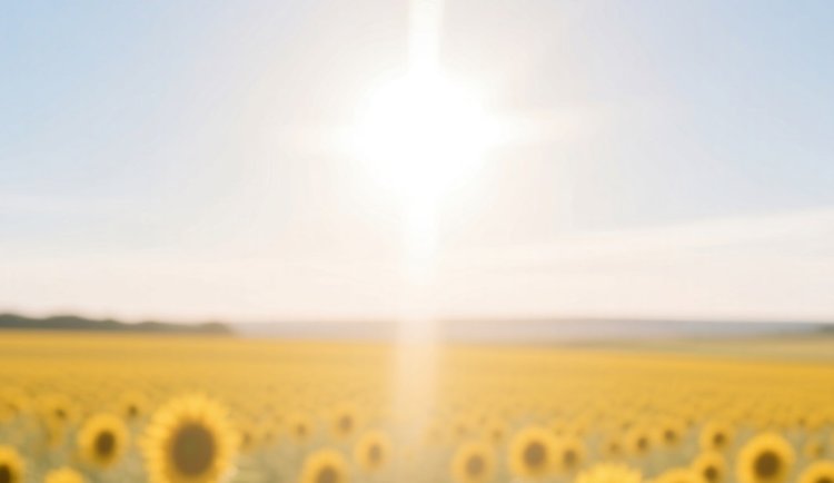 Рязанские аграрии в уборочной 2025 уже перекрыли прошлогодний масличный рекорд