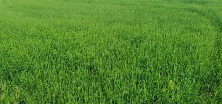 Глава Ставропольского края поручил завершить осенний сев 2025 года в климатически оптимальные сроки