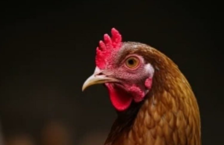 Британские эксперты предупреждают о «суперинфекционном» штамме птичьего гриппа и призывают фермеров подготовиться