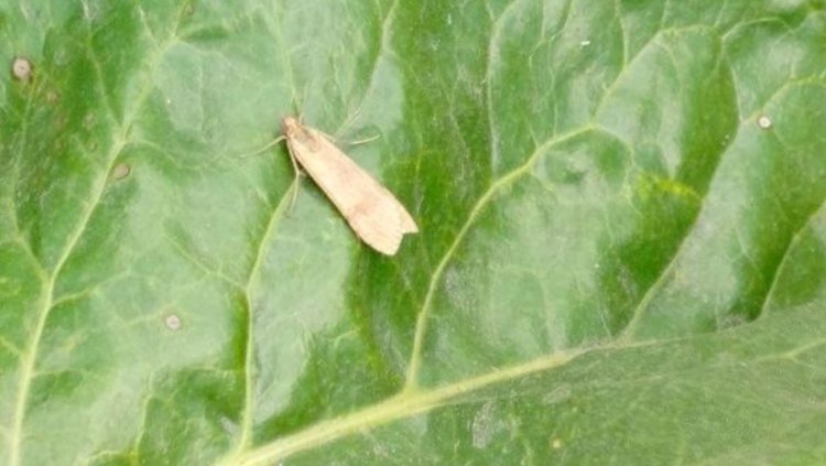 Самые главные вредители сахарной свеклы в Брянской области и причины их распространения