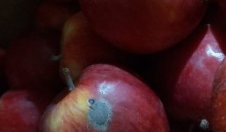 Яблоки с восточной плодожоркой могли попасть покупателям в Кызыле - фото