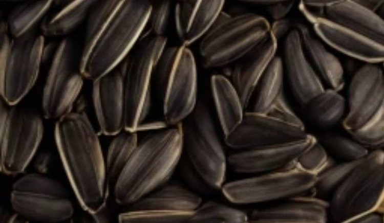 Импорт семенного материала в 2025 году снизился на 34,3%