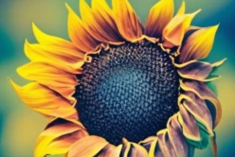 Лузгу подсолнечника для улучшения почвы исследуют саратовские эксперты Агрохимслужбы