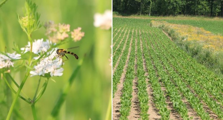 Ключ к успеху фитосанитарной цветочной полосы для сахарной свеклы – в одном хорошо известном растении - фото