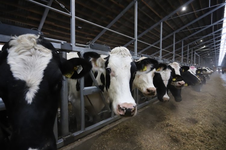 Рязанские племзаводы поставили в другие регионы и за рубеж свыше 2 тысяч высокопродуктивных животных - фото