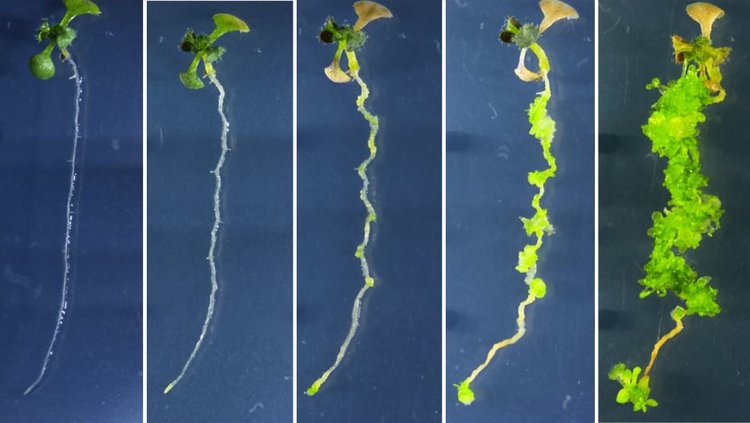 Метод регенерации растений без гормонов подходит для селекции многих культур