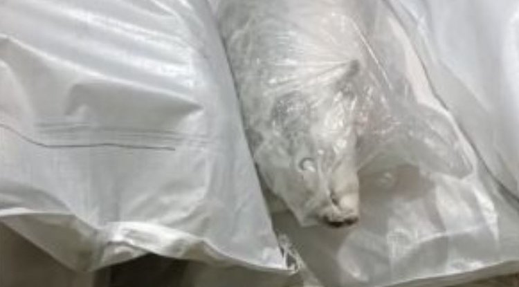 Лосось под видом щуки: фокус не удался