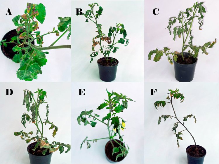 Колючий помидор передал российскому культурному собрату холодоустойчивость