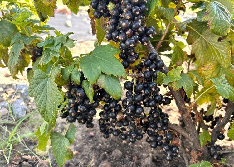 Сверхвитаминную смородину создали учёные Бурятской ГСХА - фото