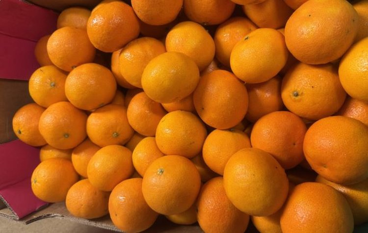 В Россию с импортом впервые заявилась колючая горная белокрылка