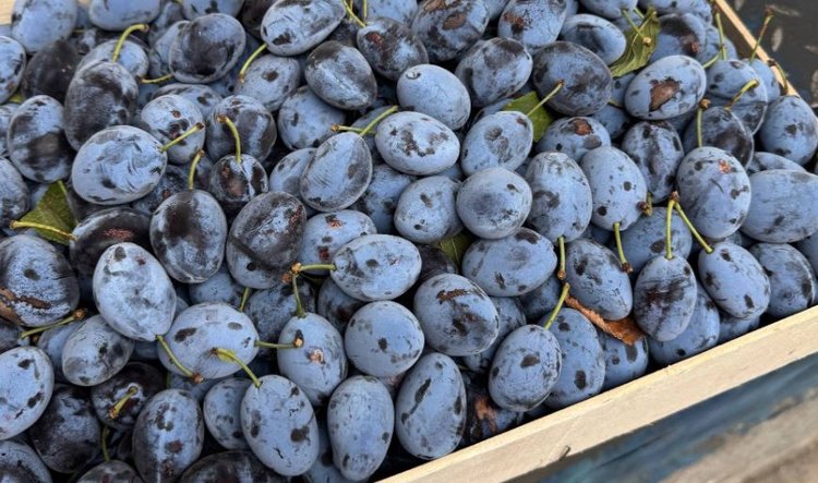 В крупной поставке импортных слив нашли бурую монилиозную гниль