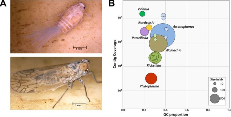 Против тростниковой цикадки разрабатывают средство РНК-интерференции: оно понадобится многим