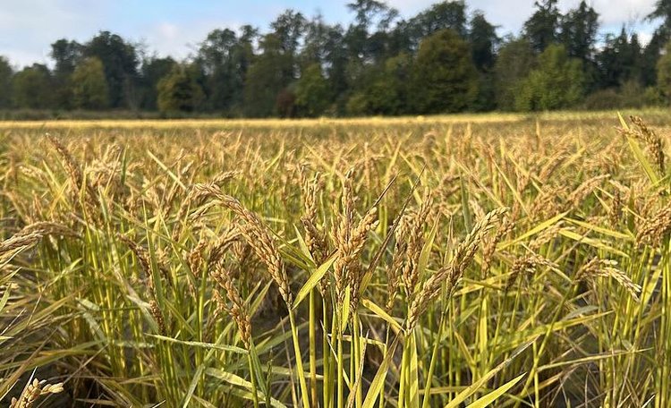 Палудикультура и торфяники: мировые новости болотного земледелия