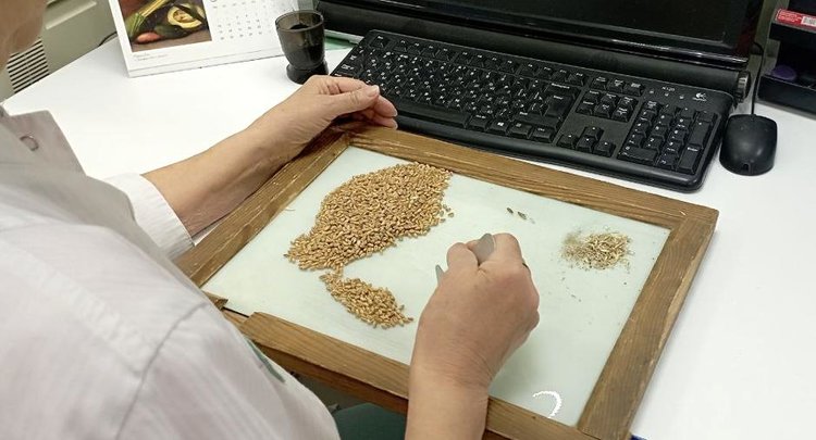 Подведены итоги госмониторинга пшеницы 2025 в Красноярском крае - фото