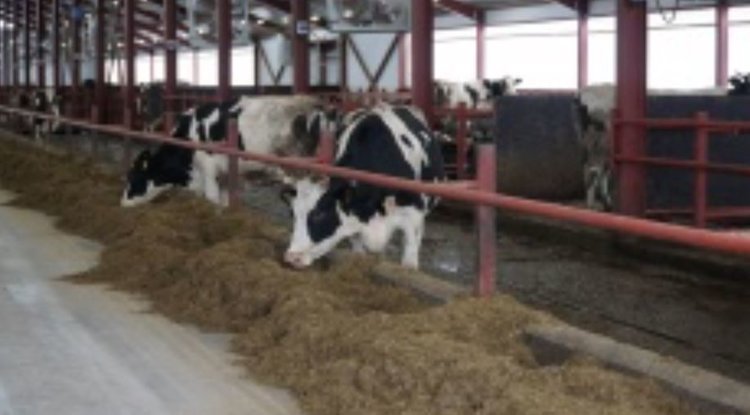 В Удмуртии открылась новая высокотехнологичная молочная ферма в составе Зуринского Агрокомплекса