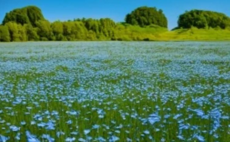 И швец, и жнец, и… долгунец. Тверской лён разрастается до Китая