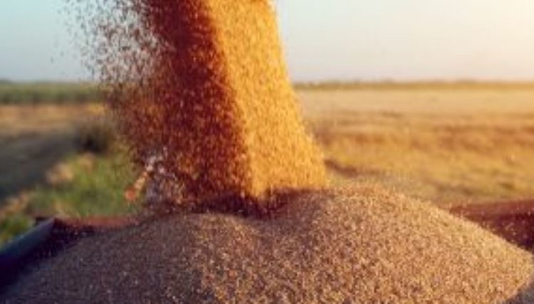 Урожай пшеницы в Чеченской Республике за год составил 322 тысячи тонн
