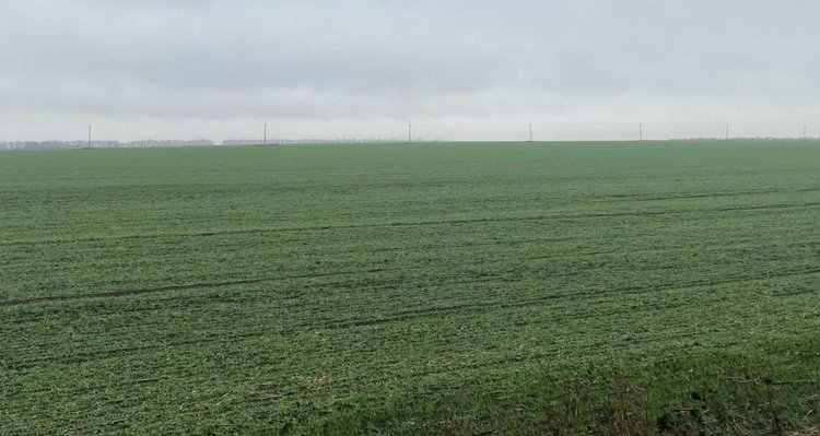 Озимые ЛНР уходят в зиму. Какие настроения у фермеров? - фото