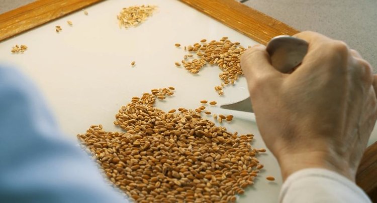 Более 65% пшеницы урожая 2025 года в Ставропольском крае отнесли к продовольственному классу