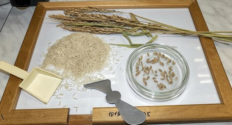 О качестве риса урожая 2026 в Краснодарском крае и Республике Адыгея