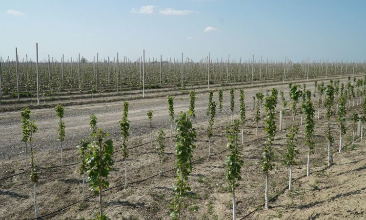 Крупнейший питомник плодовых Дагестана развивает экспортное направление в Узбекистан - фото