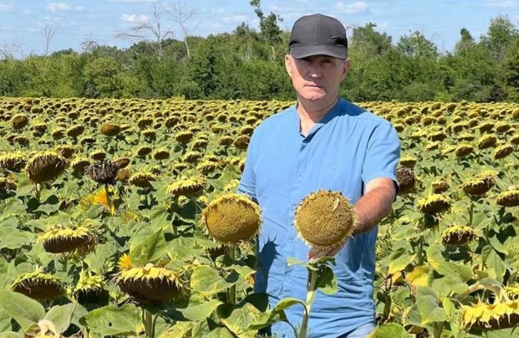 Как показали себя гуматы на подсолнечнике в ДНР, рассказали в филиале «Донецкий» Россельхозцентра - фото