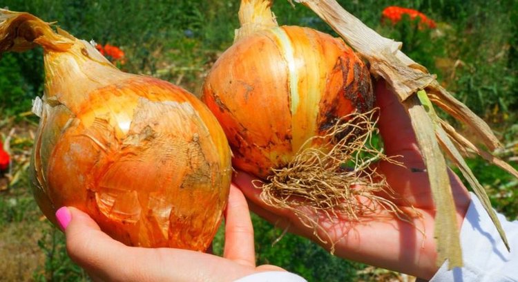 Овощеводство в Дагестане набирает обороты: плюс 100 тысяч тонн