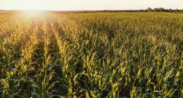 Пакистану с засушливым земледелием предложили новую агроконцепцию - фото