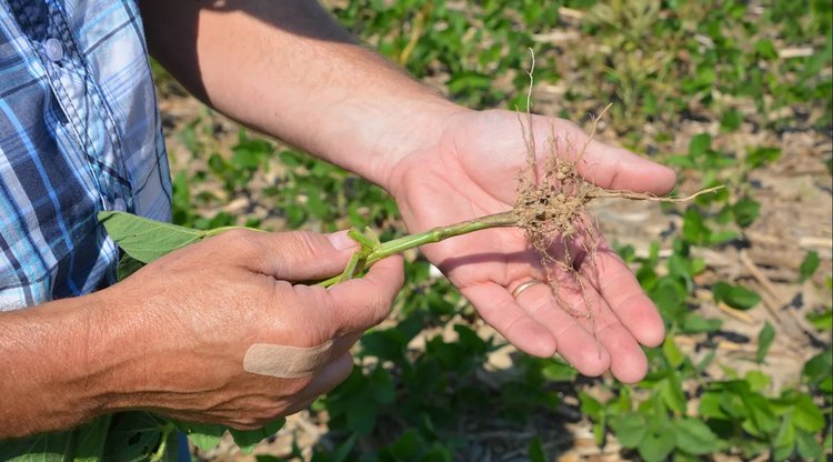 Лигабакт: инокулянт нового поколения для повышения азотфиксации в посевах сои и гороха