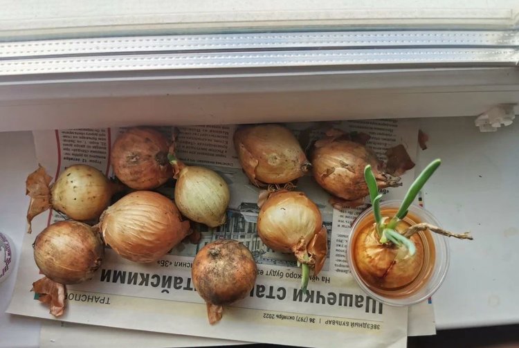 Хранение лука зимой: что пошло не так? - фото