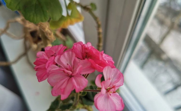 Безопасный новогодний декор для комнатных растений: как нарядить, не навредив - фото