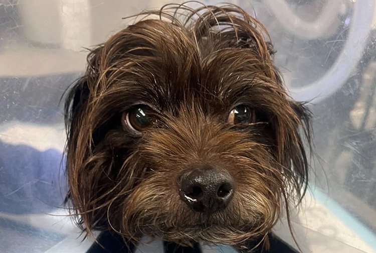 Мешочек Ветлена: антибиотический резервуар спасает животных и пригодится людям