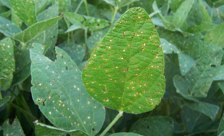 Каждое внесение фунгицидов в сою должно быть окупаемым