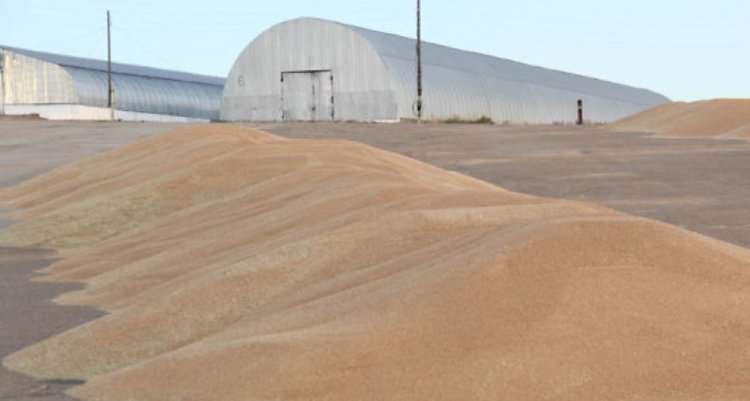 4 новых сорта зерновых помогли аграриям Забайкальского края увеличить урожайность