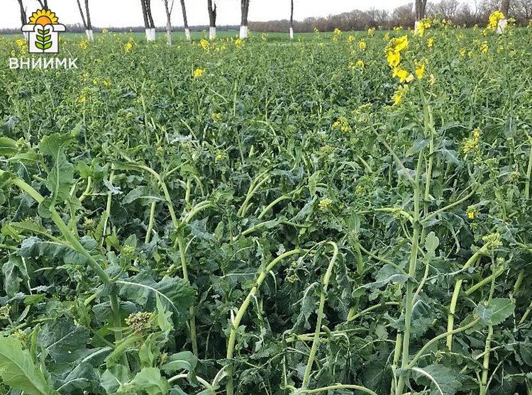 Почему у озимого рапса вырастают «лебединые шеи»