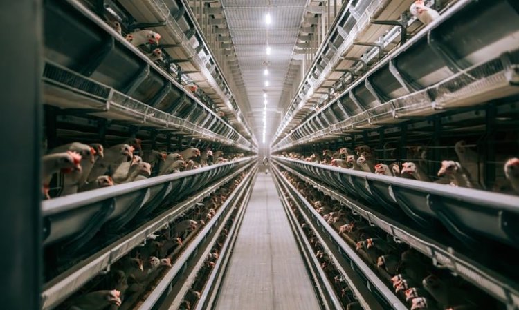 Чувашия заняла сильную позицию на рынке экспорта куриных лапок в Китай