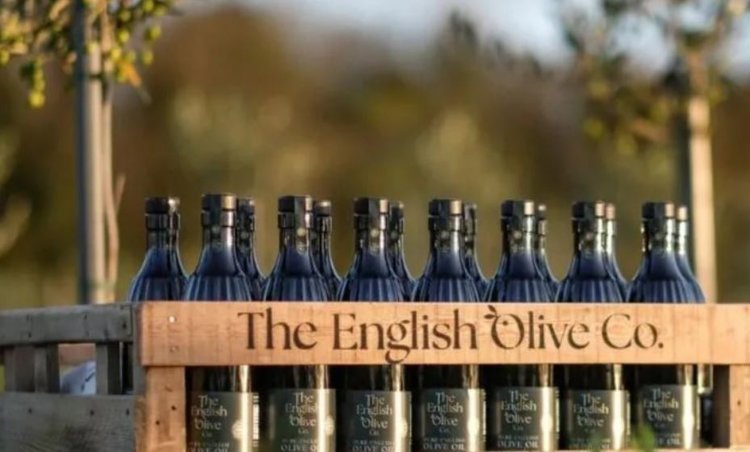 Впервые в Англии собрали урожай оливок