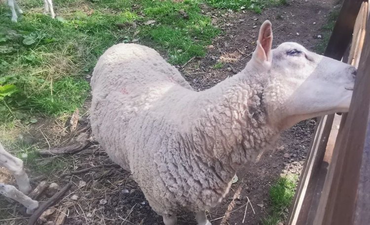 Почти 5 тысяч овец в Подмосковье проверили на блютанг с начала года