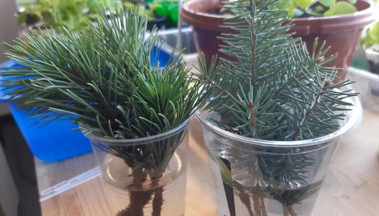 С экологической точки зрения, настоящая новогодняя елка лучше, чем искусственная