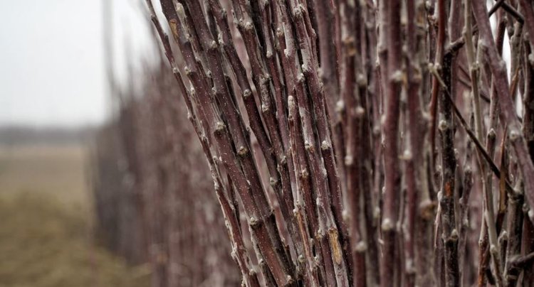 Дагестанские плантации фундука — гордость республики