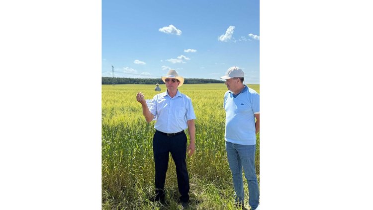 Твёрдая пшеница как источник здорового питания, высокой прибыли и стабильных рынков сбыта